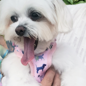 Dog Harness - Pink